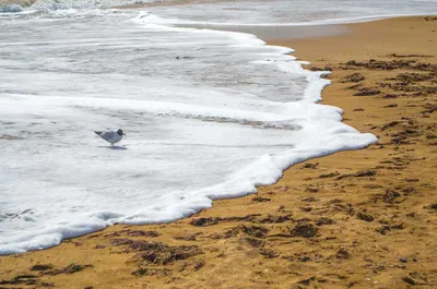 Картинки пляжа Гуровские камни в Гурзуфе - скачать бесплатно