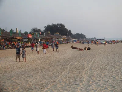Фото Пляжа Калангут с местными достопримечательностями
