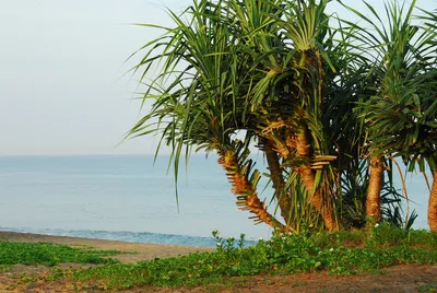 Фото пляжа Май Кхао на 2024 год