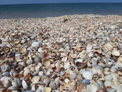 Фото пляжа в Голубицкой - морская бриза и свежий воздух