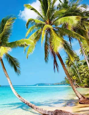 Фотографии пляжей на Гоа: выберите размер и формат для скачивания