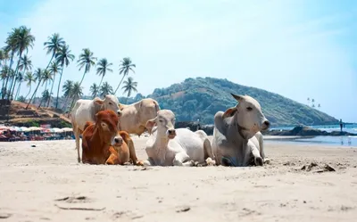 Пляжи на Гоа: красота природы в объективе