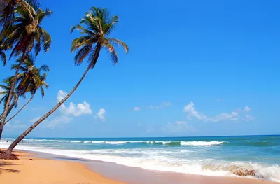 Фотографии пляжей северного Гоа с пальмами