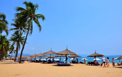 Фото пляжей Вьетнама с пальмами
