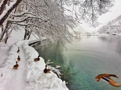 Зимнее волшебство в каждом пикселе: Плитвицкие озера на фото