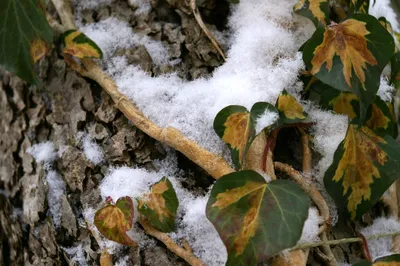 Фотография плюща в зимнем наряде: WebP формат