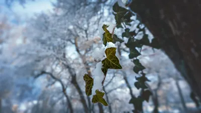 Картинка плюща в зимнем плену: выберите размер