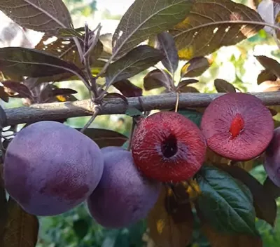 Рай для птиц: фото плодовых деревьев и кустарников, привлекающих птиц