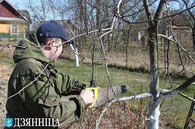 Волшебство природы: фотографии плодовых деревьев и кустарников, окутанных загадочной атмосферой