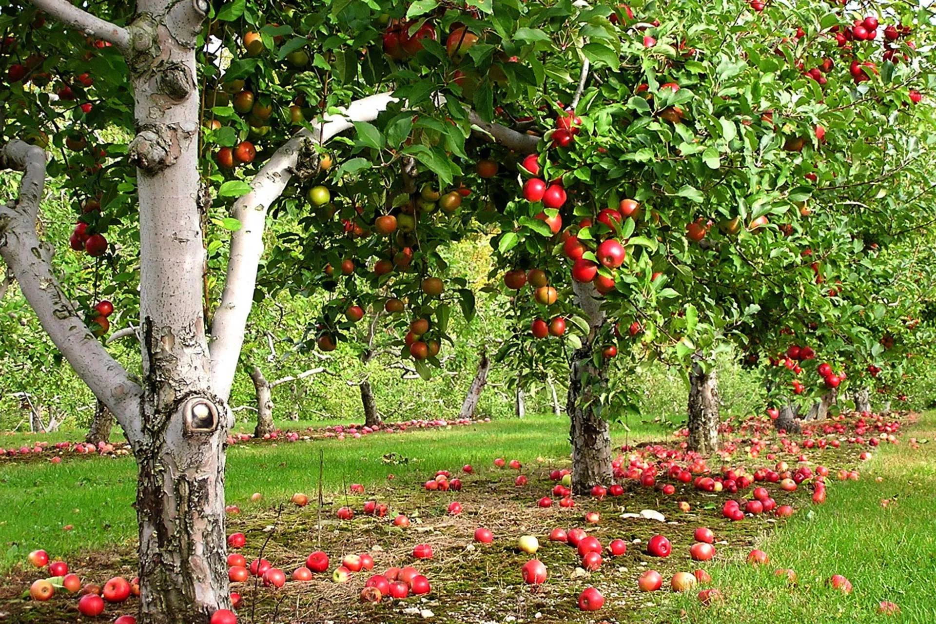 Плодовые кустарники