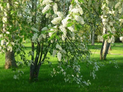 Красота природы: цветущие деревья и сочные ягоды