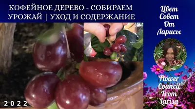 Путешествие по вкусу: фотоистория плодов кофейного дерева