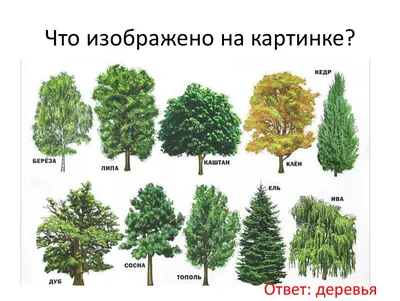 Плоды лиственных деревьев: фотографии и полезная информация