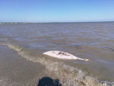 Фото hd бесплатно с Азовским морем в хорошем качестве