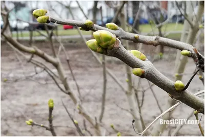 Удивительное разнообразие почек деревьев на фото