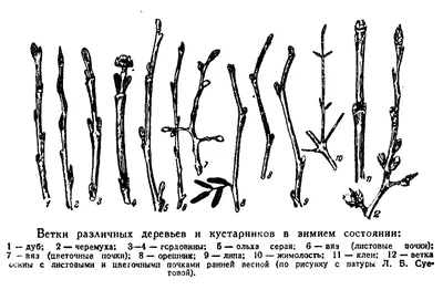 Фотография деревянной коры с рисунком почек: Арт на айфон