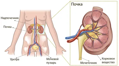 2. Почки человека: выберите размер и формат изображения