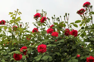 Фотографии почек розы: наслаждайтесь и выбирайте формат