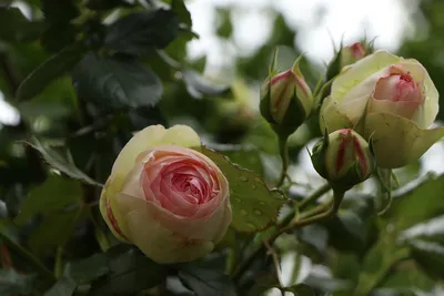 Восхитительные изображения почек розы для скачивания
