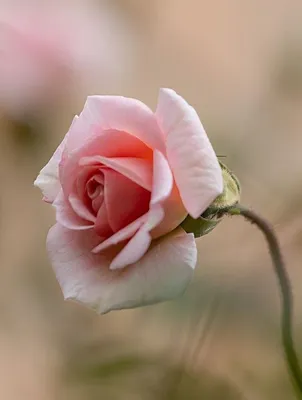 Впечатляющие изображения почек розы для скачивания