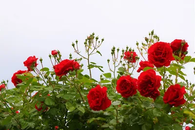 Великолепные почки розы на фото