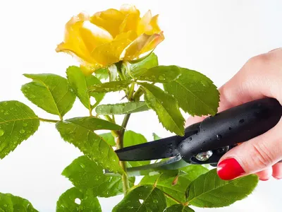 Лучшие снимки почек розы: выбирайте размер и формат