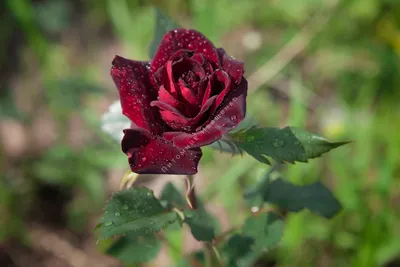 Фотографии зимних роз: PNG формат для скачивания