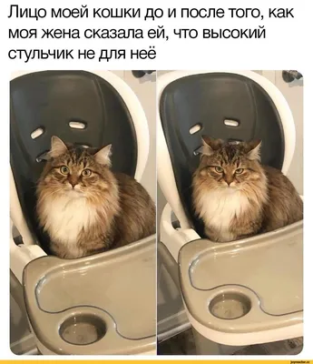 Фото подкаблучника, которые вызывают смех