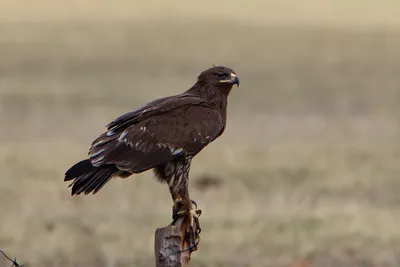 Скачать фото подорлика в высоком качестве