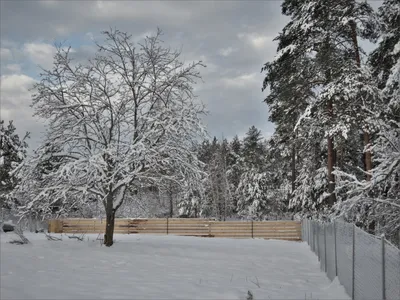 Зимние впечатления: Скачайте лучшие фотографии