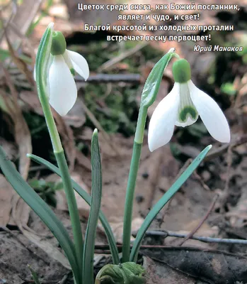 Белоснежное проявление весны: фотография подснежников в лесу