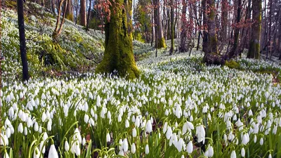 Подснежники в лесной чаще: скачайте красивое фото в Full HD разрешении