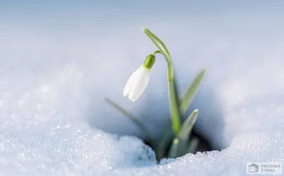 Подснежники в снегу: Прекрасные зимние фото