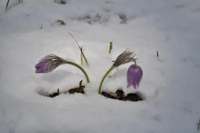 Подснежники в снегу: Зимние чудеса на фото