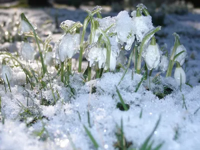 Подснежники в снегу: Зимний волшебство на фото