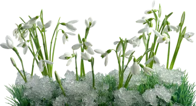 Снежные цветы: Волшебство подснежников на снегу