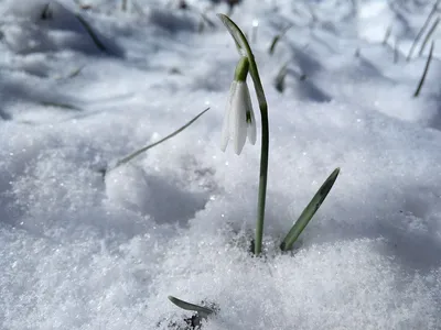 Фотографии подснежников: Красота среди снега