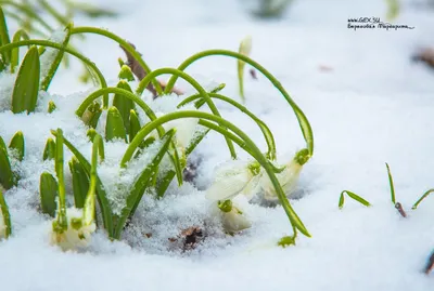 Снег и цветы: Подснежники на фото