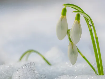 Подснежники в снежных пейзажах