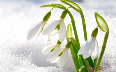 Подснежники в снегу: Красота природы в Full HD