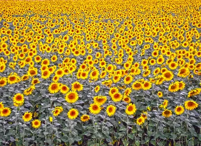 Фото подсолнухов Ван Гога: воплощение летнего настроения