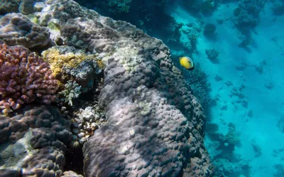 Великолепные подводные пейзажи красного моря: скачивайте обои бесплатно