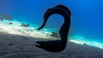 Удивительные подводные виды Красного моря - фото