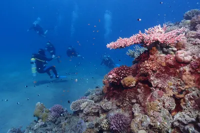 Разнообразие животного мира Подводного Красного моря - фото