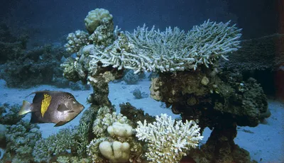 Обнаружение потерянных сокровищ под водой Красного моря - фото