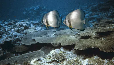 Фантастический подводный ландшафт Красного моря - фото