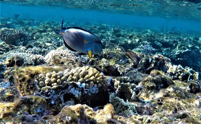 Загадочное подводное красного моря: эксклюзивные снимки в 4K качестве