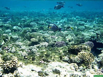 Великолепие и достоинство подводных ландшафтов Красного моря - фото