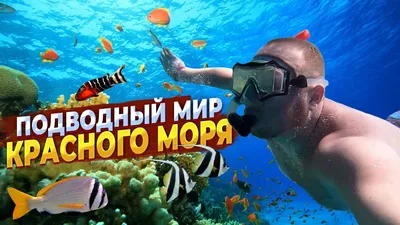 Фото подводного мира Красного моря