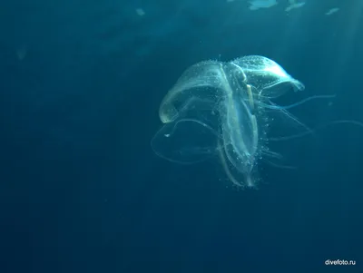 Картинки подводной флоры и фауны Красного моря